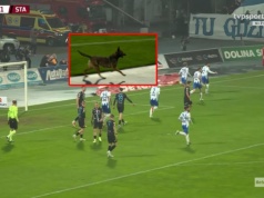 Niespodziewany "gość" na murawie. Roznosiła go energia