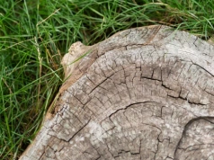 Posyp tym pień. Zniknie bez śladu