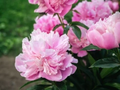 Wystarczy łyżeczka na 5 litrów wody. Ten wiosenny trik sprawi, że piwonie eksplodują kwiatami