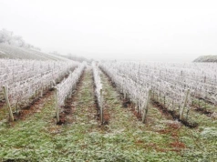Fala przymrozków ustaje - co teraz na plantacjach?