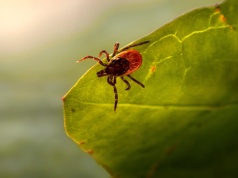 Kleszcze omijają te ogrody z daleka. Chodzi o lawendę, aksamitki i inne rośliny, które je odstraszają
