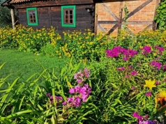 Powrót do korzeni – dlaczego „babcine” kwiaty znów są na topie?