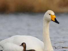 Krzykliwce widywane coraz częściej w Polsce. "Są agresywne"