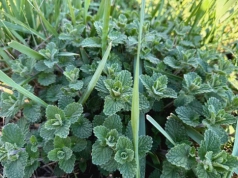 Zrób to do 20 kwietnia. Potem będzie za późno, by bujnie zakwitła