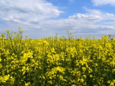 Jedno-, czy dwuzabiegowa ochrona rzepaku w okresie okołokwitnieniowym? Jakimi środkami?