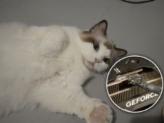 Komputer był o krok od spalenia. Właściciela zaalarmował... kot