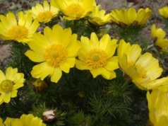 Rośnie w twoim ogrodzie? Trzymaj dzieci i zwierzęta z dala od niego