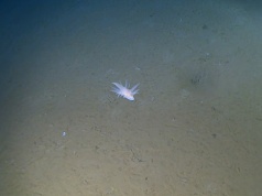 Wyprawa w głąb oceanu zakończyła się odkryciem formy życia, której nie da się do niczego przypisać