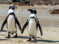 Głód pustoszy kolonie pingwinów. Jeden gatunek na skraju wyginięcia
