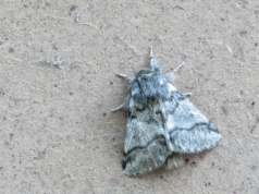 Lasy Państwowe ostrzegają: toksyczny owad pojawił się w Polsce