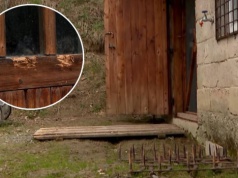 Niedźwiedzie pojawiają się tuż przy domach. "U kolegi przez okienko wszedł"