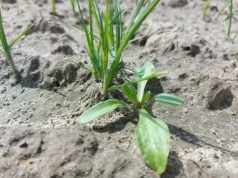 Jak pozbyć się turzycy w buraku cukrowym?