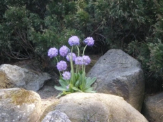 Wiosna ruszyła z impetem. Te kwiaty pojawiają się jako pierwsze