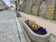 Królewskie miasto całe w bratkach