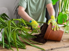 Nie wyrzucaj starej juki. Jedno cięcie i masz kilka nowych roślin za darmo