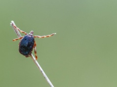 Nowy gatunek kleszcza w Polsce. Podbiega do ofiary