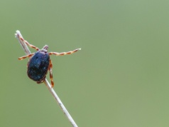 Kleszcz wędrowny ma świetny wzrok. Czy zadomowił się już w Polsce?