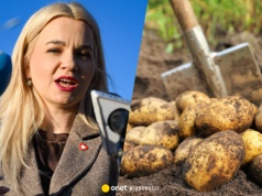 Polska stoi u progu kartoflanej katastrofy? Rolnicy mówią wprost: tak źle jeszcze nie było