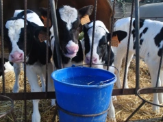 Więcej mleka dla cieląt to inwestycja. Efekt widać w pierwszej laktacji