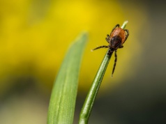 Atakują inaczej niż nasze. Kleszcze-giganty biegną w stronę człowieka