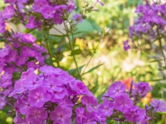 Te kwiaty zrobią furorę na każdej rabacie. Posadź je w kwietniu