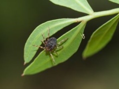 Afrykańskie kleszcze już w Polsce. Są szybkie i biegną do człowieka