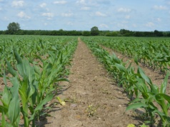 Za dużo azotu opóźnia kolby, nadmiar potasu szkodzi kiszonce. Jak nawozić kukurydzę?
