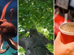 Ten quiz bezlitośnie obnaży braki z wiedzy ogólnej. Za wynik 12/15 możesz otwierać szampana