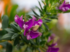 Ogrodnicy oszaleli na jego punkcie w 2026 roku. Długo kwitnie i wygląda jak z bajki