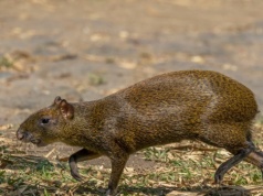 Leśnicy zdębieli. Tego zwierzęcia w polskim lesie jeszcze nie było