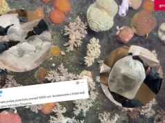 Warszawa: służby zatrzymały próbę przemytu 1,5 tony rafy koralowej z Indonezji