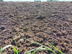 Ile kosztuje pomiot kurzy z transportem? Sprawdzamy aktualne ceny