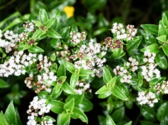 Ta jedna roślina w sypialni robi ogromną różnicę. Poprawę odczujesz już pierwszej nocy