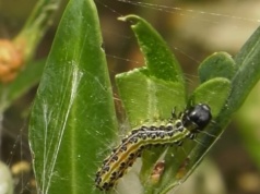Kup ten produkt za grosze. Ćma bukszpanowa zniknie raz na zawsze