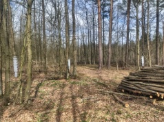 Wiszą na drzewach i wzbudzają zainteresowanie. Leśnicy reagują na groźnego przybysza z Azji