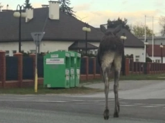 Po Żelkowie-Kolonii spaceruje łoś. Urząd gminy Siedlce wydał komunikat
