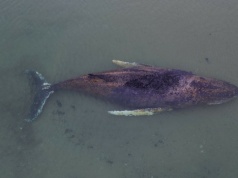 Podjęli ostatnią próbę ratowania humbaka. Niemiecki minister zabrał głos