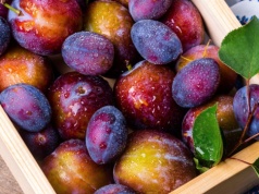 Koniec z robaczywymi śliwkami. W tym roku owoce będą jak marzenie i to bez oprysków