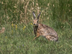 Przyrodnicy apelują o niezabieranie i niedotykanie małych zajęcy