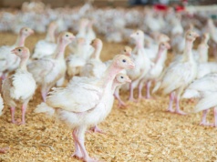 Kolejna ferma drobiu pod Lwowem ma produkować ponad 500 tys. brojlerów. 20 km od polskiej granicy