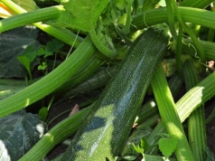 Najlepszy termin na sadzenie cukinii. Sąsiadki pozazdroszczą ci plonów