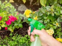 Rozgnieć, zmieszaj z wodą i spryskaj róże. Powiesz "do widzenia" mszycom na dobre