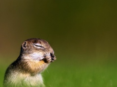Na łąkach wielkie ożywienie. Decydujący czas dla zagrożonych gryzoni