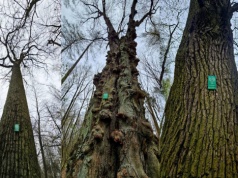 W Lesie Rejkowizna wyznaczyli 21 pomników przyrody. Sprzeciw leśników został odrzucony przez sąd