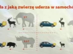 Uwaga na dzikie zwierzęta na drogach. Policja apeluje do kierowców o ostrożność