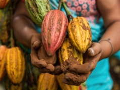 Czekolada tania już była. Problem zaczyna się dużo wcześniej niż w sklepie