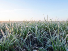 Jak skutecznie chronić uprawy w niepewnym sezonie 2026?