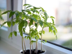 Pomidory „uciekły” w górę? Ten moment decyduje, czy jeszcze je uratujesz