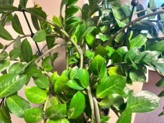 Zamiokulkas się kładzie? Roślina wysyła sygnał, który łatwo przeoczyć