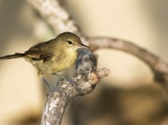 Domownicy zmieniają twoje jelita? Badanie na ptakach sugeruje, że tak